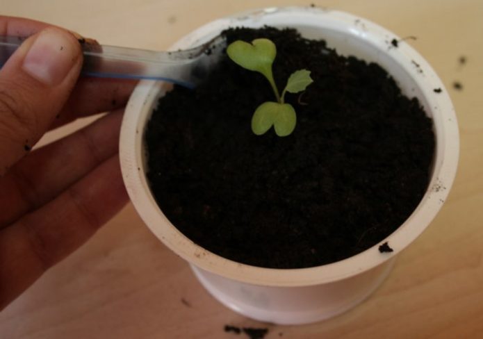 Sprinkling the seedling after transplanting