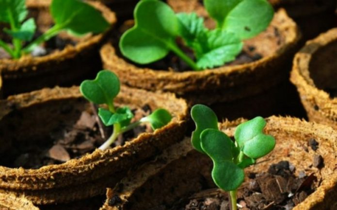 Diving into peat pots