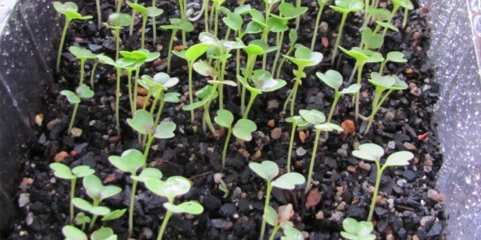 Cabbage seedlings in a common box