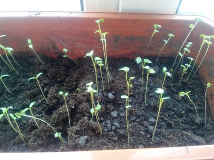 Seedlings stretched out