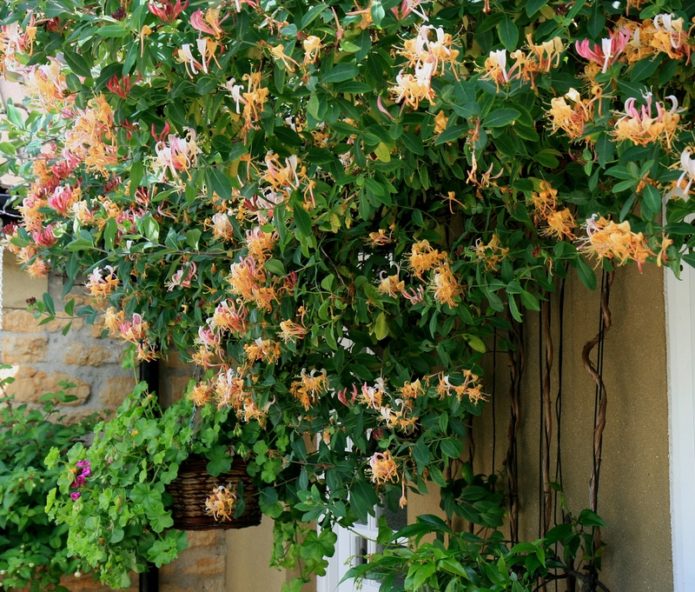 Decorative honeysuckle