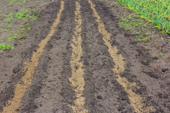 preparing the garden for planting garlic