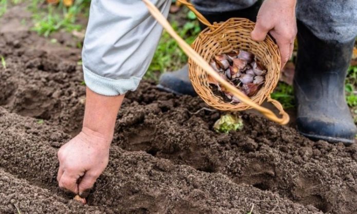 planting garlic