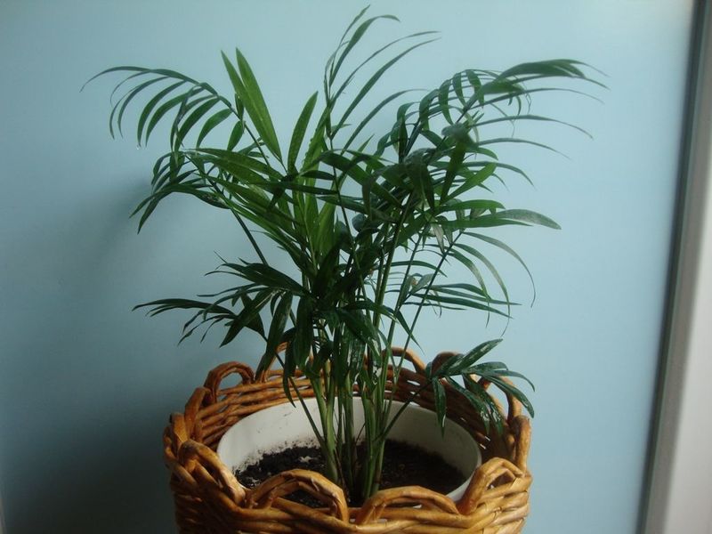 Hamedorea elegance - planting and caring for an elegant palm tree at home