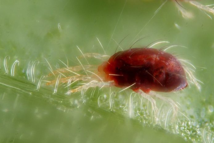 Red spider mite