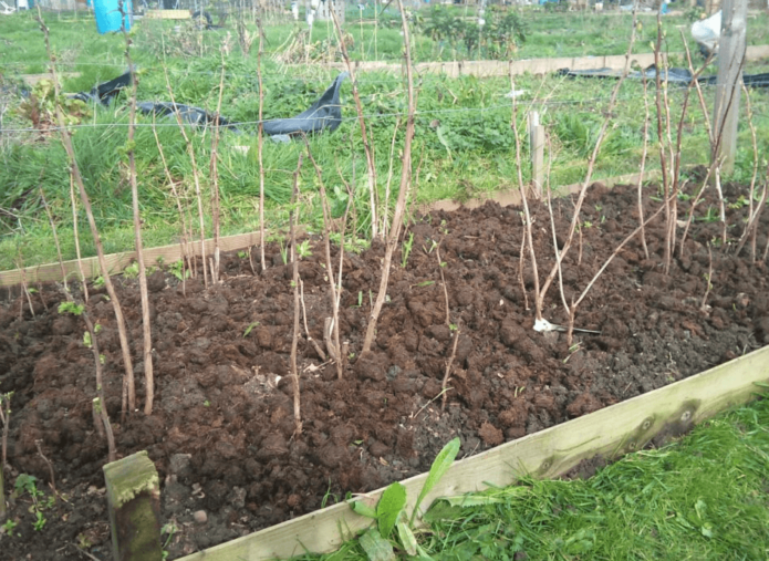 Planting raspberries in spring