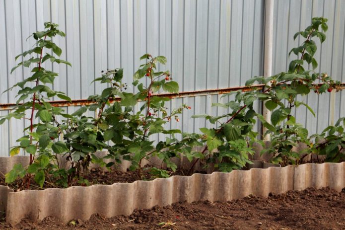 Raspberry fenced with slate