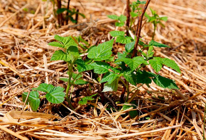 Mulching raspberries with straw