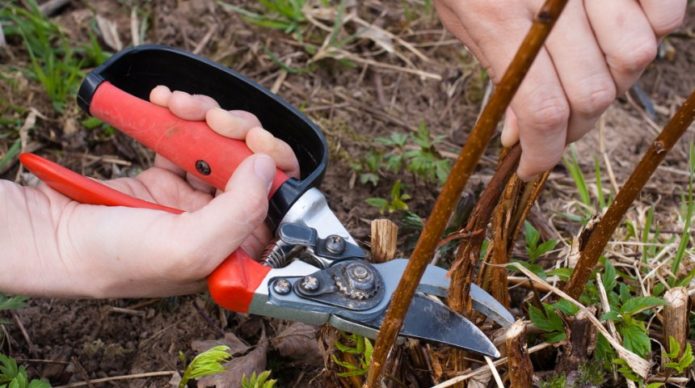 Pruning remontant raspberries