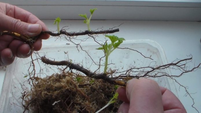 Raspberry root cuttings