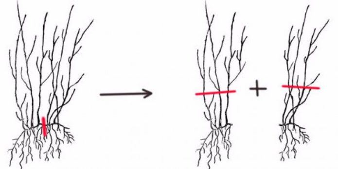 Reproduction by dividing the bush