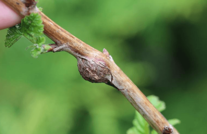 Raspberry stalk affected by raspberry gall midge