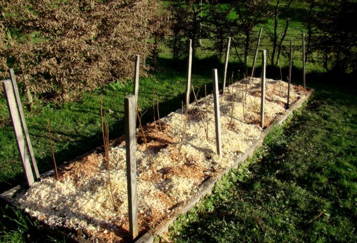 Raspberries on a raised bed