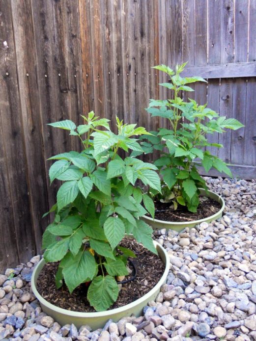 Raspberries in a barrel