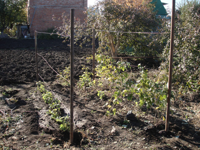 Trellis wire stretched over poles