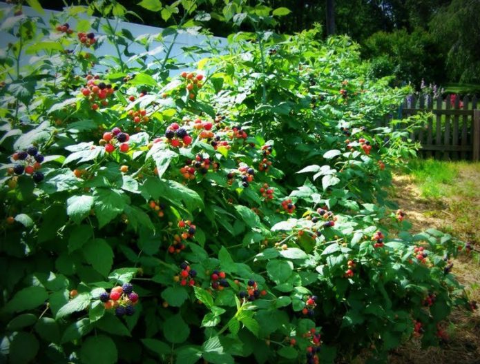 Raspberry in partial shade