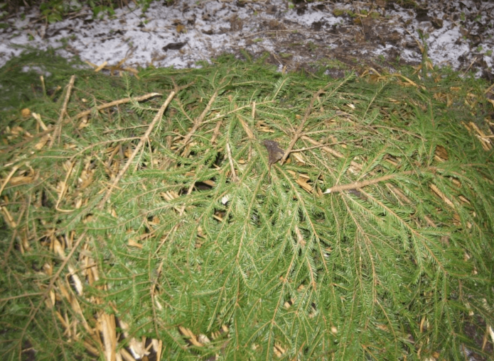 Shelter of raspberries with spruce branches