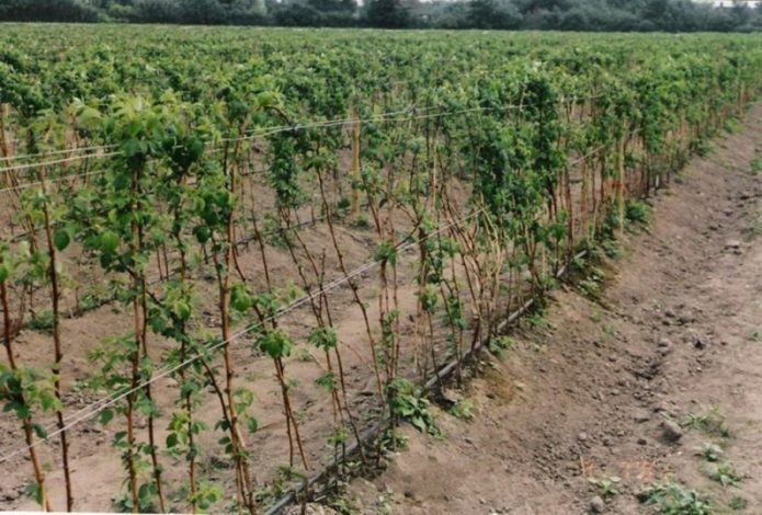 Drip irrigation of raspberries