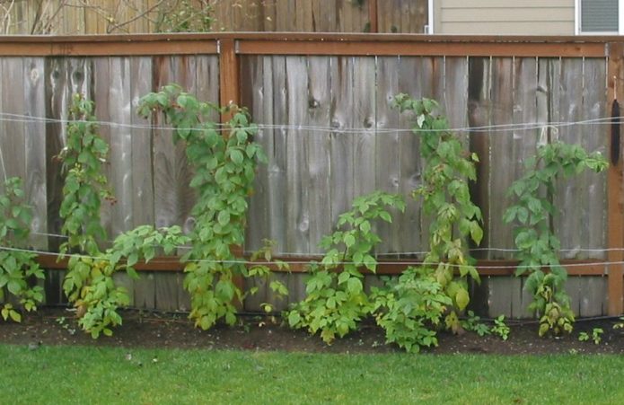 Raspberries in the shade