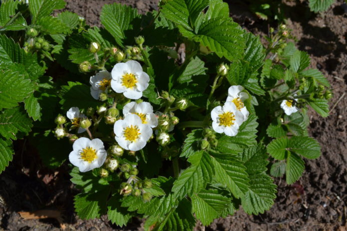 Blooming strawberry