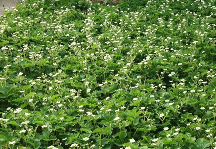 Carpet planting strawberries