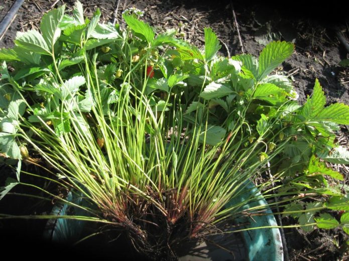 Adult garden strawberry bush