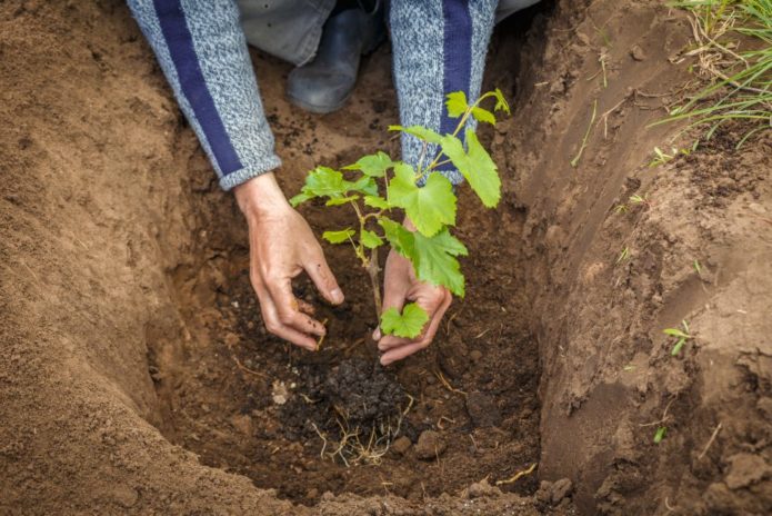 Planting grapes