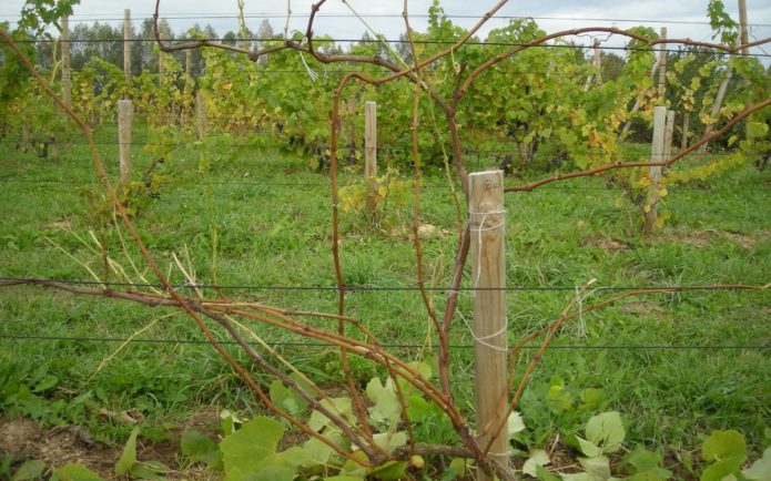 Grapes on a trellis