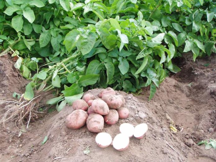 Potatoes in the garden