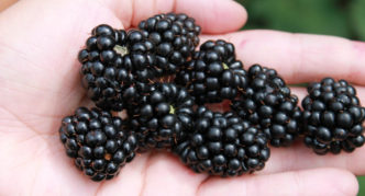 Besshipless blackberry variety Black Satin