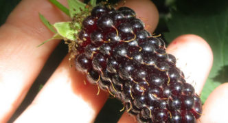 Besshipless blackberry variety Columbia Star