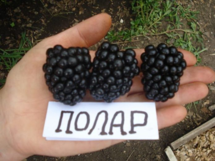 Polar blackberry bushless variety