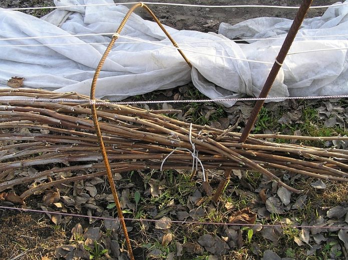 Shelter of the thornless blackberry for the winter