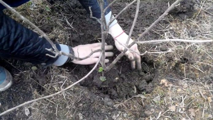 Backfilling roots