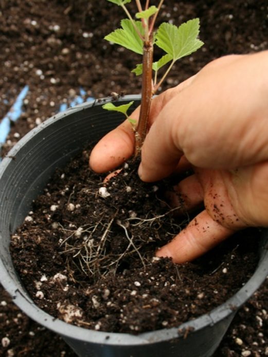 Seedling in a pot