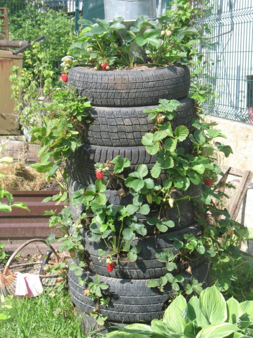 Strawberries in tires