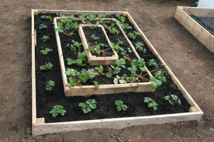 Planted strawberries