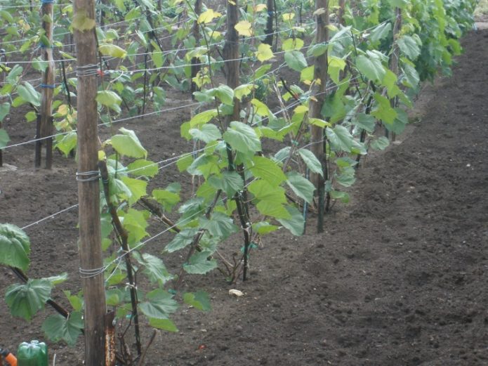 Rootstock grape variety Kober 5BB