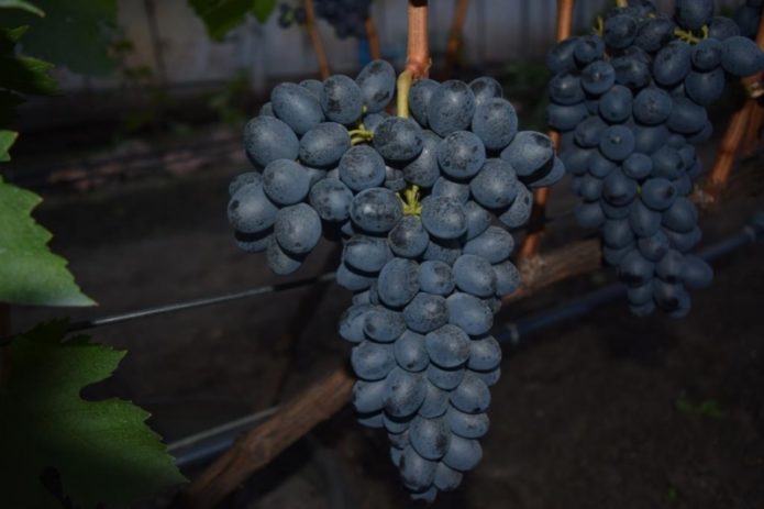 Attica grape variety