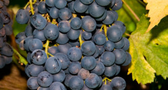 Black Emerald grape variety