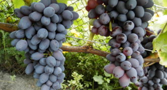 Jupiter grape variety