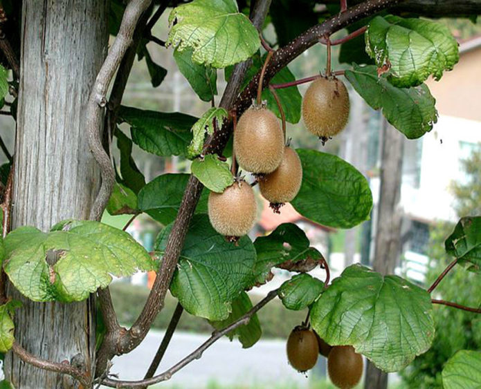 Kiwi on a branch