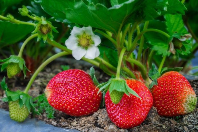 Strawberries, or garden strawberries