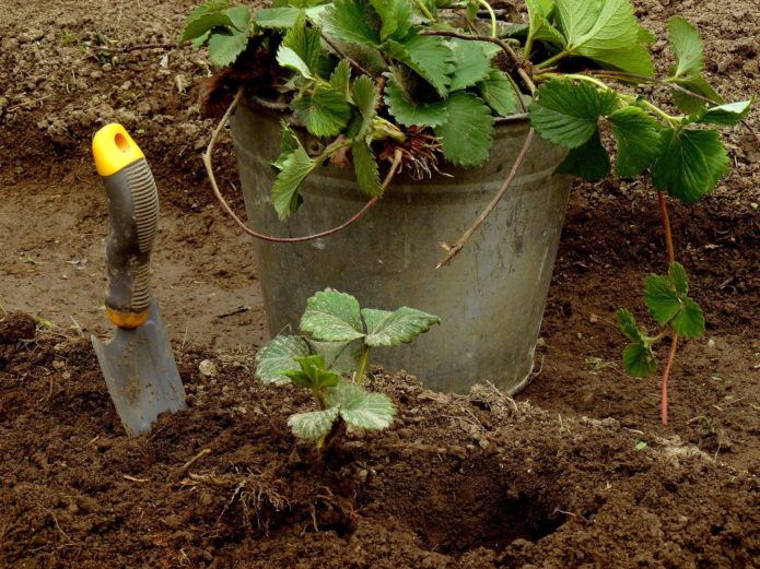 Planting strawberries with a mustache in late summer