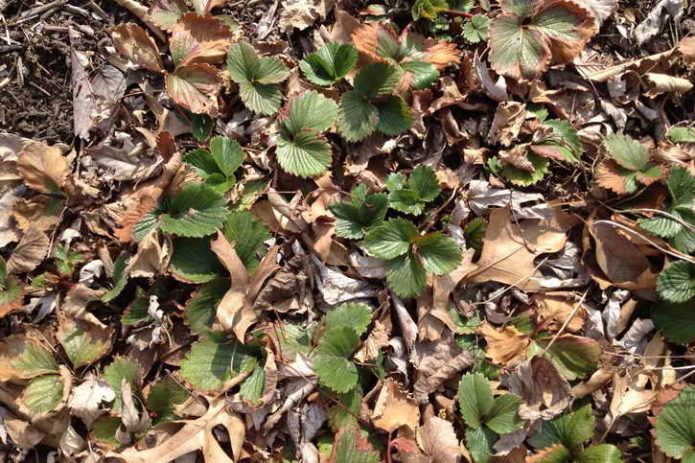 Strawberries in spring