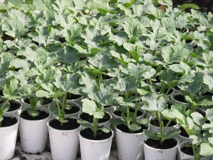 Seedling watermelon