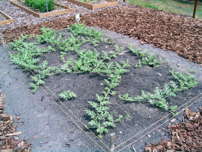 Watermelon bed