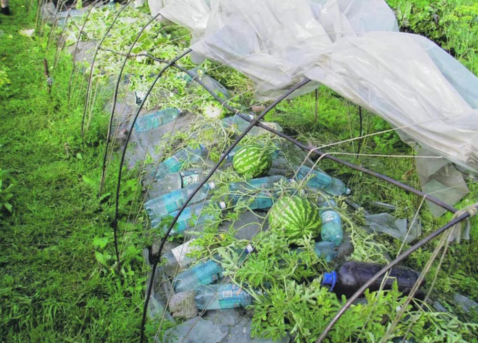 Temporary shelter for watermelons