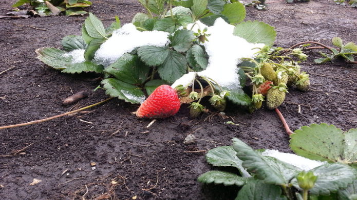 Repairing strawberries under the snow