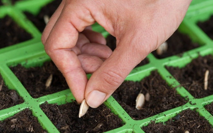 Sowing zucchini